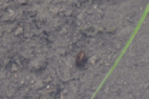 Pond view of "North Furlong Lake" 2022-07-15, #10c, with beetle; lacks fairy shrimp; Ruby Mountains Ranger District, Humboldt-Toiyabe National Forest, Ruby Mountains Wilderness