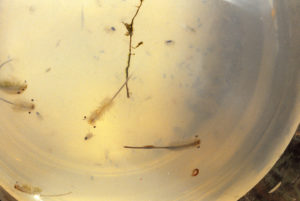 Pond view of North "Scotty Lake" West Pond 1987-06-28, #2708, with fairy shrimp and cladocerans in jar; State of Wyoming