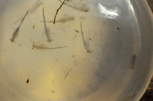 Pond view of North "Scotty Lake" West Pond 1987-06-28, #2709, with fairy shrimp and copepods in jar; State of Wyoming