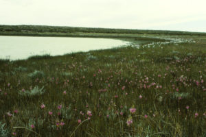 Scenic view of North "Scotty Lake" West Pond 1993-06-12, #0508, with flowers; has fairy shrimp; State of Wyoming