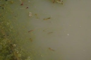 Pond view of North Smith Creek Playa Channel Ponds 2013-03-30, #13, with fairy shrimp; Mount Lewis BLM Office