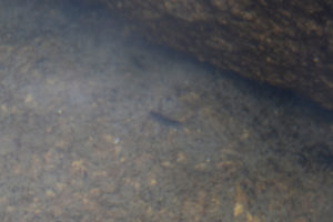 Pond view of Pika Pond 2022-07-17, #18c, with mayfly nymph; lacks fairy shrimp; Ruby Mountains Ranger District, Humboldt-Toiyabe National Forest, Ruby Mountains Wilderness