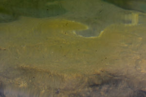 Pond view of Pika Pond 2022-07-17, #19, with copepods; lacks fairy shrimp; Ruby Mountains Ranger District, Humboldt-Toiyabe National Forest, Ruby Mountains Wilderness