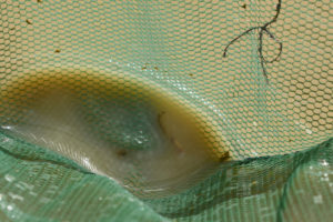 Pond view of Playa Wire Gate Pond 2019-04-10, #03, with fairy shrimp in net; Stillwater BLM Office