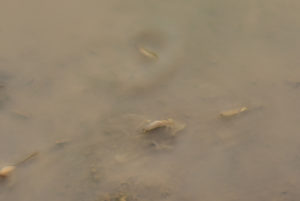 Pond view of Playa Wire Gate Pond 2022-02-10, #14c, with fairy shrimp; Stillwater BLM Office