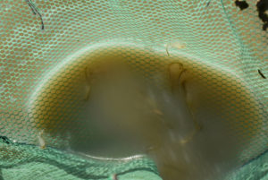 Pond view of Playa Wire Gate Pond 2022-02-10, #15, with fairy shrimp in net; Stillwater BLM Office