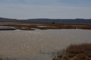 Scenic view of Rhodes Grassy Pools 2019-03-26, #03; lacks fairy shrimp; Stillwater BLM Office