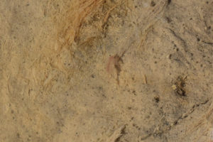 Pond view of Rhodes Potholes 2022-01-14, #06c, with fairy shrimp; Stillwater BLM Office and private land