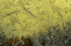 Pond view of Screeching Avocets Pond 1993-06-03, #0411, with fairy shrimp; Rawlins BLM Office