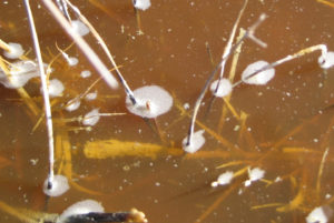 Pond view of Smith Creek Cold Springs Ponds 2015-02-16, #09c, with fairy shrimp; Mount Lewis BLM Office