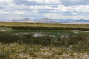 Scenic view of Smith Creek Cold Springs Ponds 2021-07-22, #11, with Shoshone Range in distance; lacks fairy shrimp; Mount Lewis BLM Office