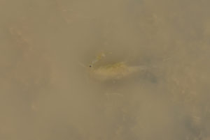 Pond view of Stinking Springs Well Pond 2022-02-23, #14c, with fairy shrimp; Stillwater BLM Office