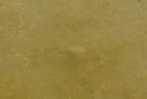 Pond view of Stinking Springs Well Pond 2022-02-23, #16c, with fairy shrimp; Stillwater BLM Office