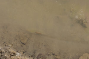 Pond view of Stinking Springs Well Pond 2022-02-23, #17c, with fairy shrimp at edge of ice; Stillwater BLM Office