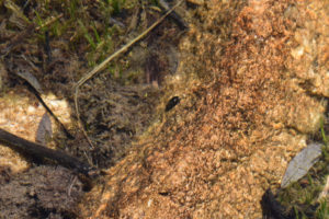 Pond view of Watchful Beaver Pond 2022-07-14, #02, with black beetle; lacks fairy shrimp; Ruby Mountains Ranger District, Humboldt-Toiyabe National Forest, Ruby Mountains Wilderness