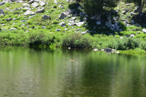 Pond view of Watchful Beaver Pond 2022-07-14, #04, with beaver; lacks fairy shrimp; Ruby Mountains Ranger District, Humboldt-Toiyabe National Forest, Ruby Mountains Wilderness