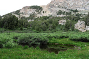 Scenic view of Willows and Rocks Pond 2022-07-15, #12; lacks fairy shrimp; Ruby Mountains Ranger District, Humboldt-Toiyabe National Forest, Ruby Mountains Wilderness