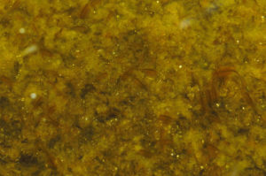 Pond view of Dead Ant Rock Pool 1987-08-19, #3520, with fairy shrimp; Lander BLM Office