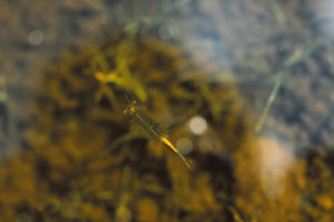 Pond view of "Fremont Lake" Moraine Pond 1987-06-18, #2206, with fairy shrimp; Pinedale BLM Office