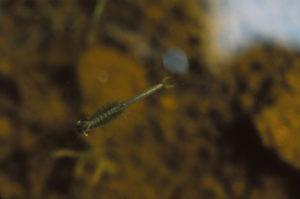 Pond view of "Fremont Lake" Moraine Pond 1987-06-18, #2207, with fairy shrimp; Pinedale BLM Office