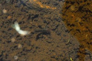 Pond view of "Fremont Lake" Moraine Pond 1987-06-18, #2215, with dytiscid larva; has fairy shrimp; Pinedale BLM Office