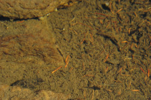 Pond view of Lost in the Trees Pond 2010-08-25, #074c, with fairy shrimp; Laramie Ranger District, Medicine Bow-Routt National Forest