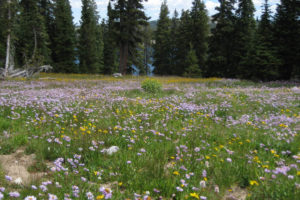 Scenic view of "Reservoir Lake" 2010-08-18, #053, with flowers; lacks fairy shrimp; Brush Creek - Hayden Ranger District, Medicine Bow-Routt National Forest