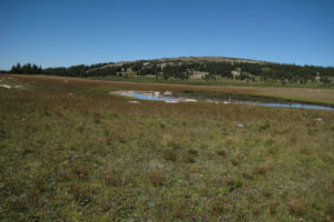 Scenic view of "Sheep Lake" South Pond 2010-08-25, #086; has fairy shrimp; Brush Creek - Hayden Ranger District, Medicine Bow-Routt National Forest