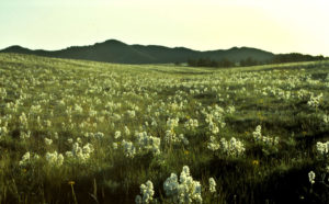 Scenic view of southern Laramie Range 1991-06, #0430; Laramie Ranger District, Medicine Bow-Routt National Forest