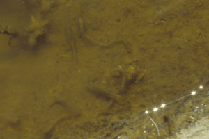 Pond view of Wild Horse Rock Pool 1987-08-19, #3523, with fairy shrimp; Lander BLM Office