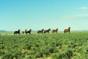 Battle Spring Flat 1993-06-12, #0517, with wild horses; Rawlins BLM Office