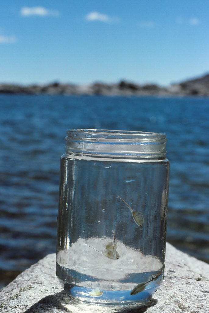 Pond view of Bivouac Lake 1986-09-03, #0810, with fairy shrimp in jar; Lander Ranger District, Shoshone National Forest, Popo Agie Wilderness