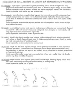 Species Identification Cheat-Sheet for Wyoming Branchinecta with sketches of the distal segments of male antennae II