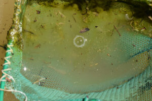 Pond view of Box Canyon Pond 2023-04-16, #02, with fairy shrimp in net; Tonopah BLM Office