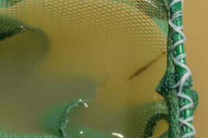 Pond view of Easy Chair Crater Reservoir 2023-04-13, #07; with fairy shrimp in net; Tonopah BLM Office