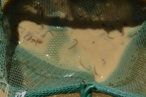 Pond view of "Lunar Lake" 2023-04-13, #13, with fairy shrimp in net; Tonopah BLM Office