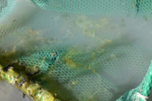 Pond view of Monument Hills East Pond 2023-04-27, #34, with algae in net; has fairy shrimp; Tuscarora BLM Office