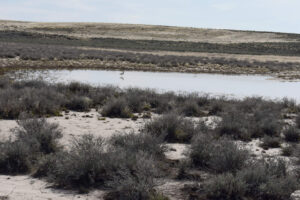 Scenic view of Monument Hills North Pond #1 2023-04-26, #09, with avocet, Santa Rosa Range on horizon; has fairy shrimp; Tuscarora BLM Office