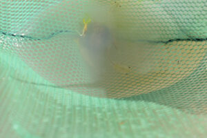 Pond view of Monument Hills North Pond #1 2023-04-26, #11, with fairy shrimp in net; Tuscarora BLM Office