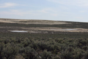 Scenic view of Monument Hills North Pond #2 2023-04-26, #08; has fairy shrimp; Tuscarora BLM Office