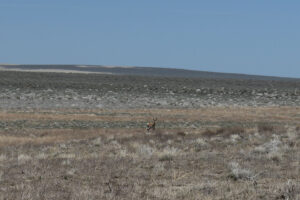 Antelope near Resting Antelope Pond 2023-04-28, #63; Tuscarora BLM Office