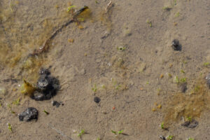 Pond view of Owyhee "Shallow Lake" 2023-04-28, #43, with ostracods; Tuscarora BLM Office