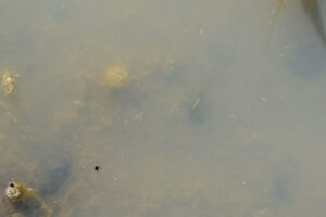 Pond view of Owyhee "Shallow Lake" 2023-04-28, #50, with fairy shrimp; Tuscarora BLM Office