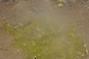 Pond view of Surviving Sagebrush Pond 2023-04-28, #57, with fairy shrimp and algae; Tuscarora BLM Office