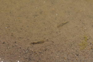 Pond view of Surviving Sagebrush Pond 2023-04-28, #59, with fairy shrimp; Tuscarora BLM Office