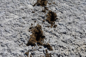 Mud view of Teels Marsh Playa Lake 2023-03-31, #05, with footprints; no fairy shrimp; Stillwater BLM Office