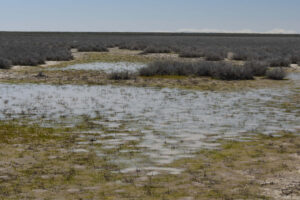 Scenic view of Tumbleweed Basin Pond 2023-04-28, #69, with Santa Rosa Range in distance; has fairy shrimp; Tuscarora BLM Office