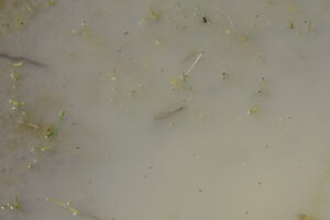 Pond view of Tumbleweed Basin Pond 2023-04-28, #70, with fairy shrimp; Tuscarora BLM Office