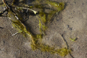 Pond view of Wolf Creek Northeast Dry Lake 2023-04-28, #78, with fairy shrimp; Tuscarora BLM Office