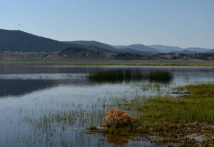 Scenic view of "Alkali Lake" 2023-07-06, #12, with ducks; has fairy shrimp; Bridgeport Ranger District, Humboldt-Toiyabe National Forest